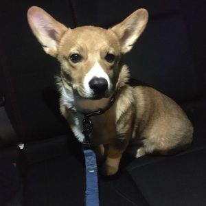 Meet your Posher, Susan